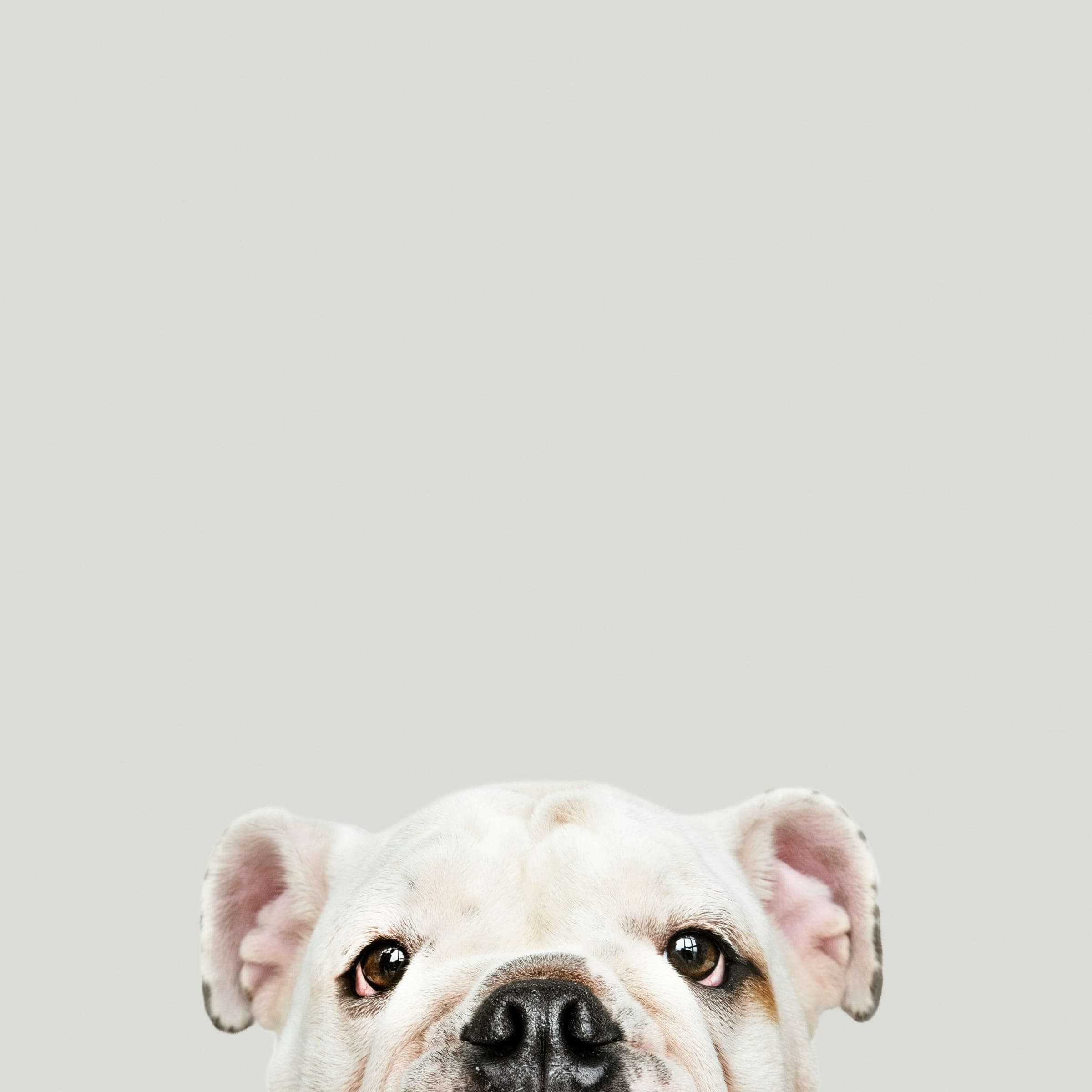 An English bulldog peeking up calmly from below.