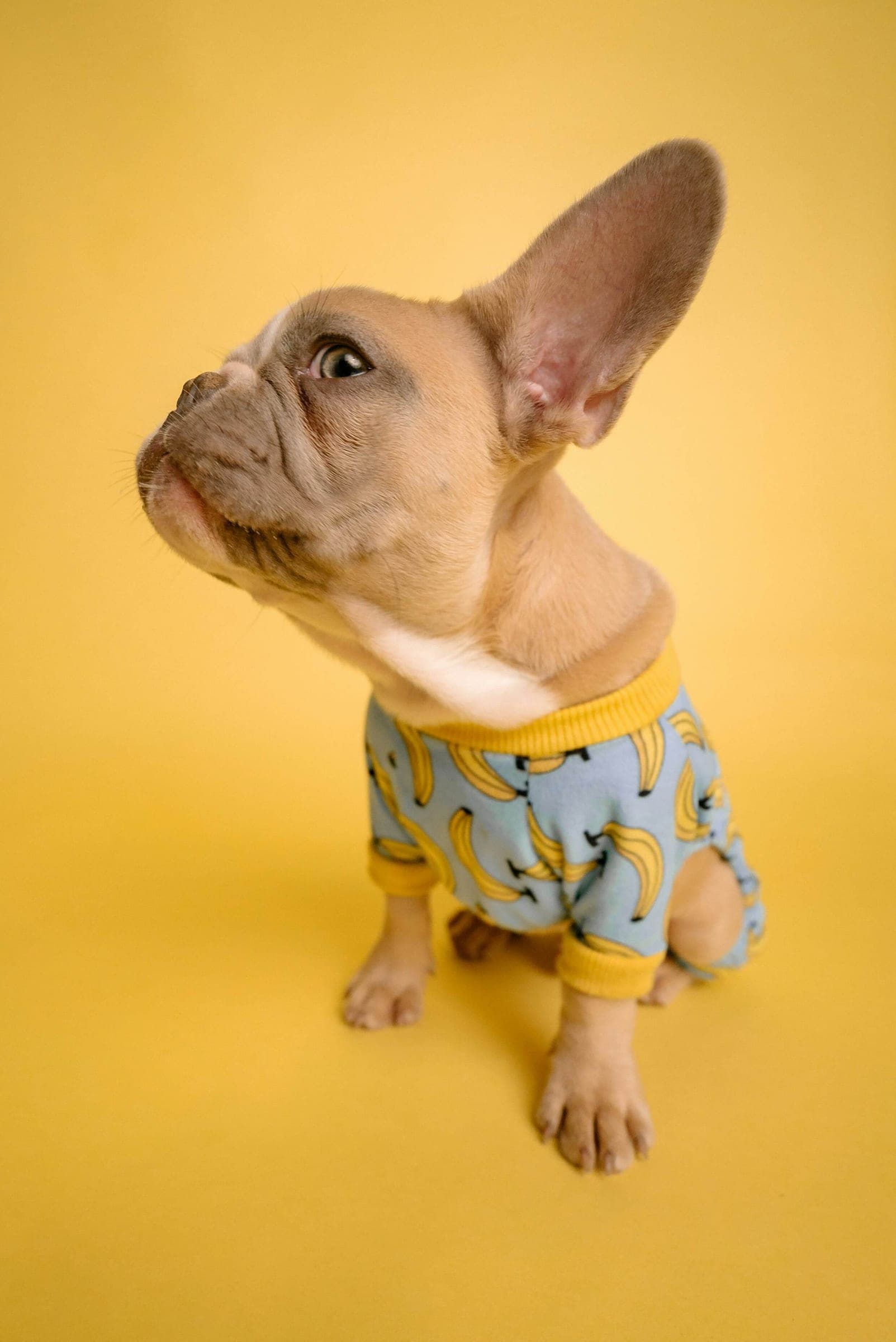 A French bulldog puppy in a banana-print shirt looking up.