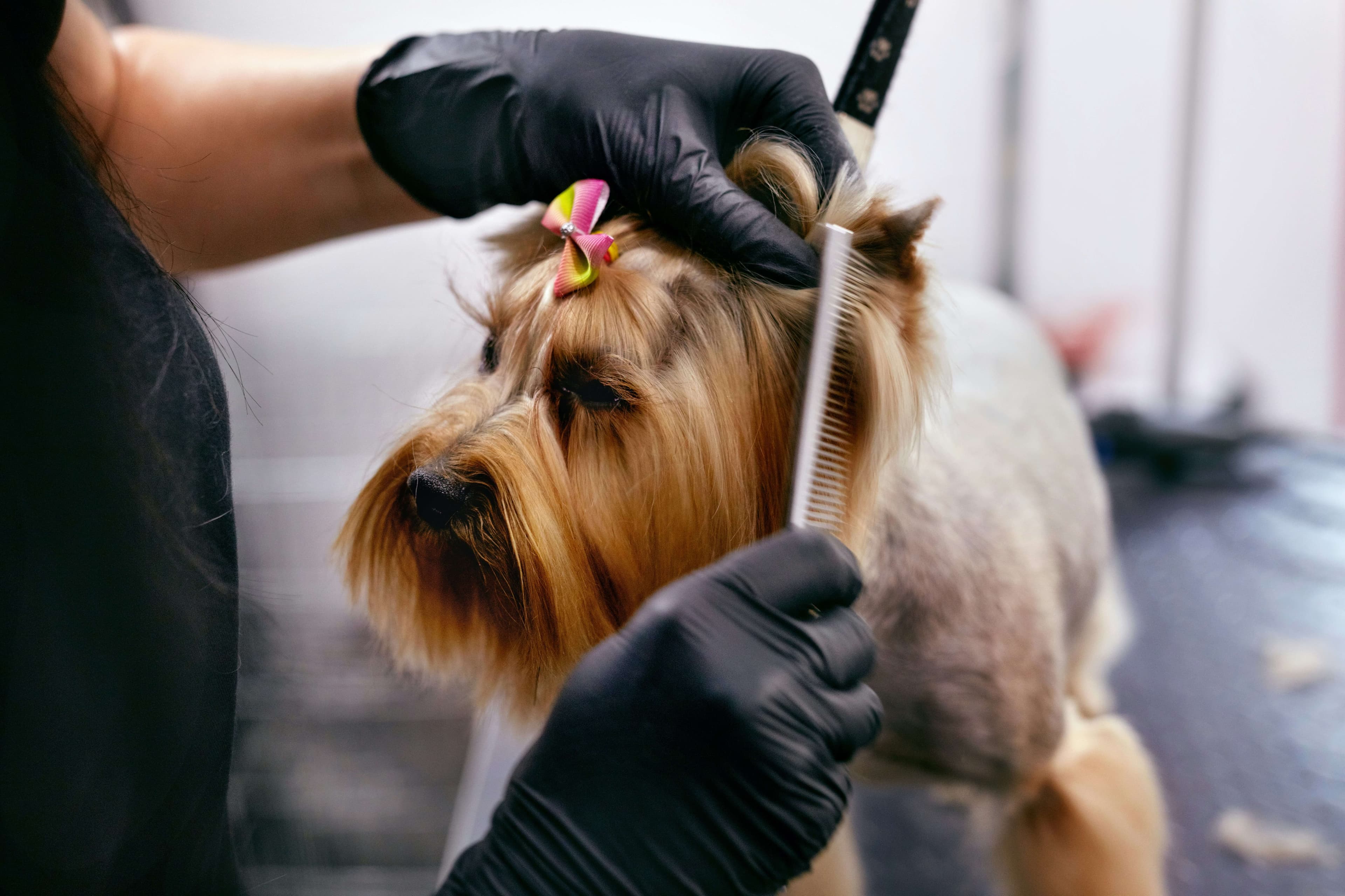 A groomer combing a Yorkshire terrier, the day-to-day work Loyally's growth layer runs alongside.