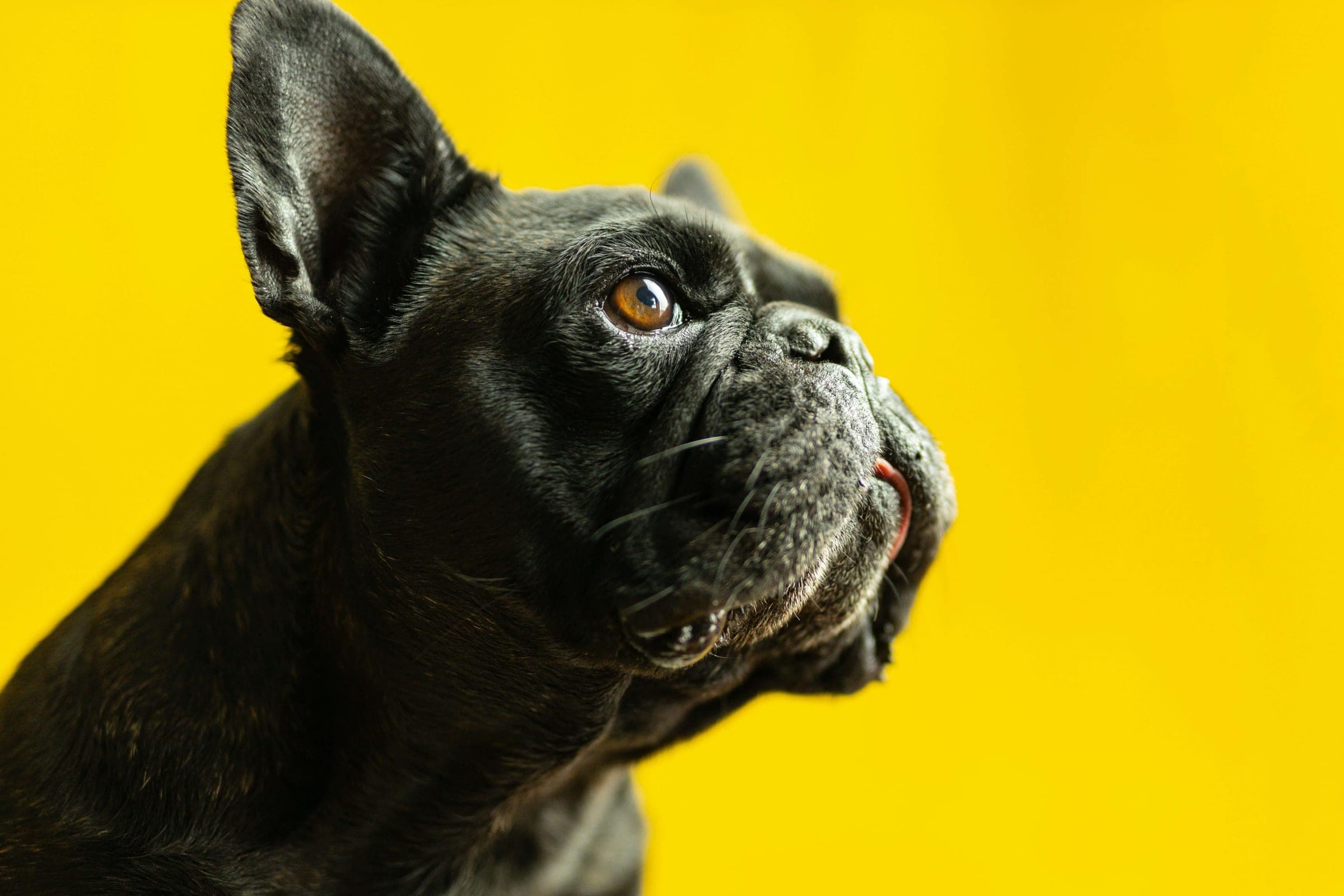 Close-up of a happy dog.