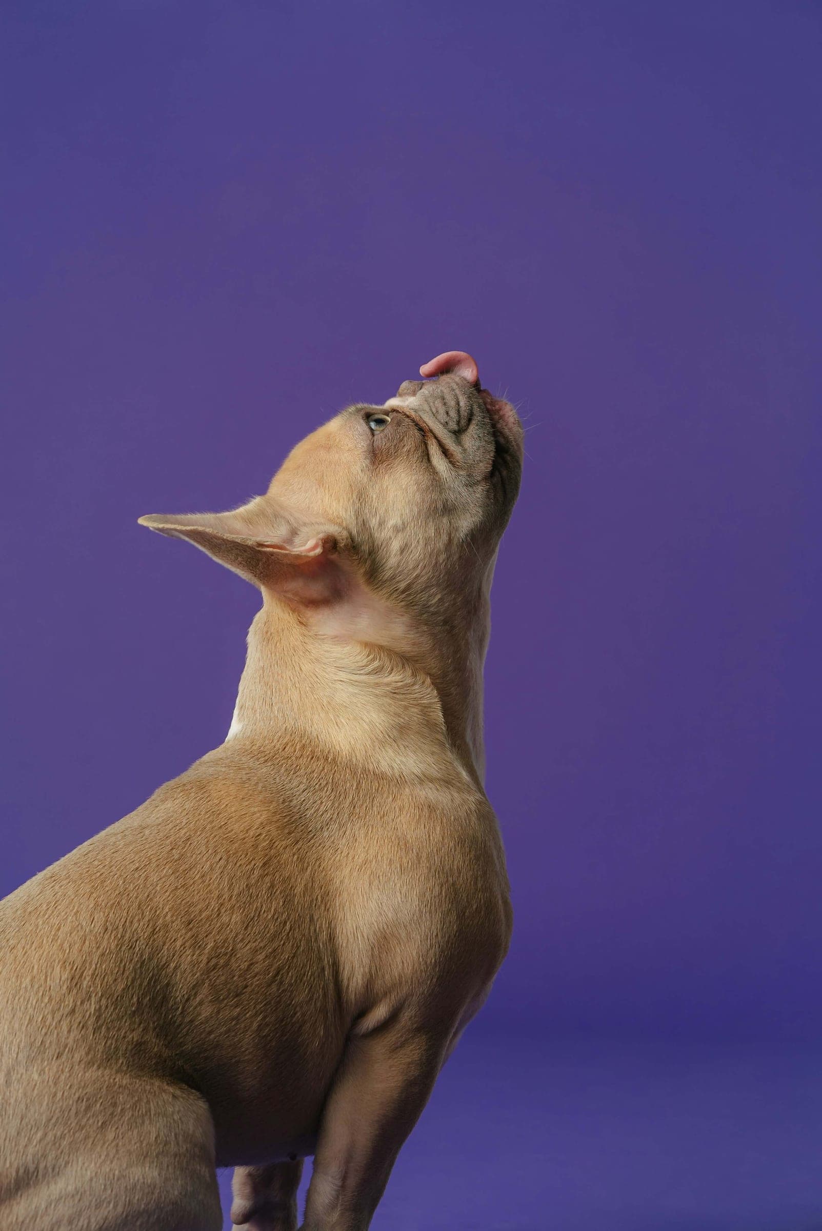 A French bulldog looking upward, mid-howl on a purple backdrop.