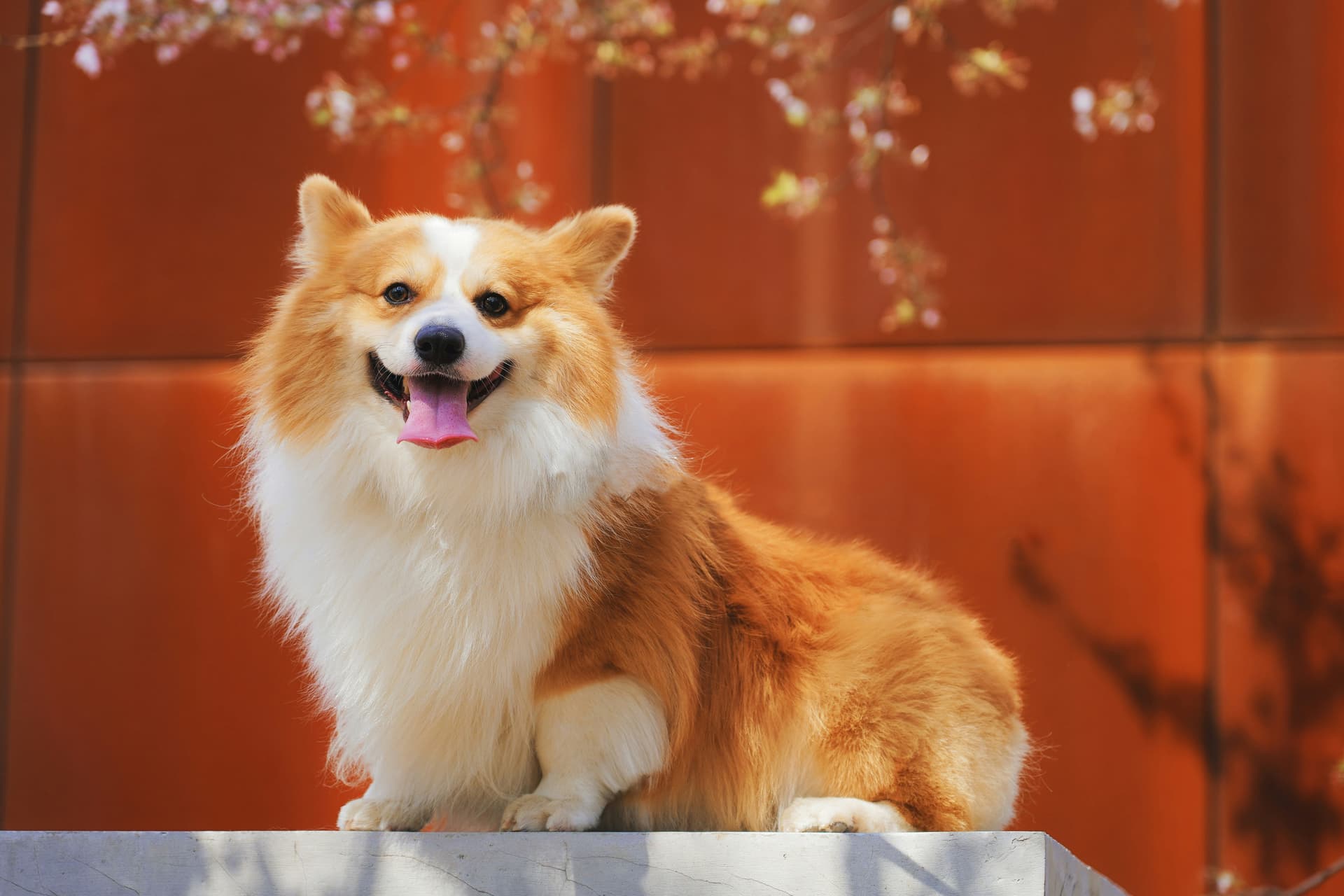 A corgi sitting cheerfully, ready for a day at daycare.