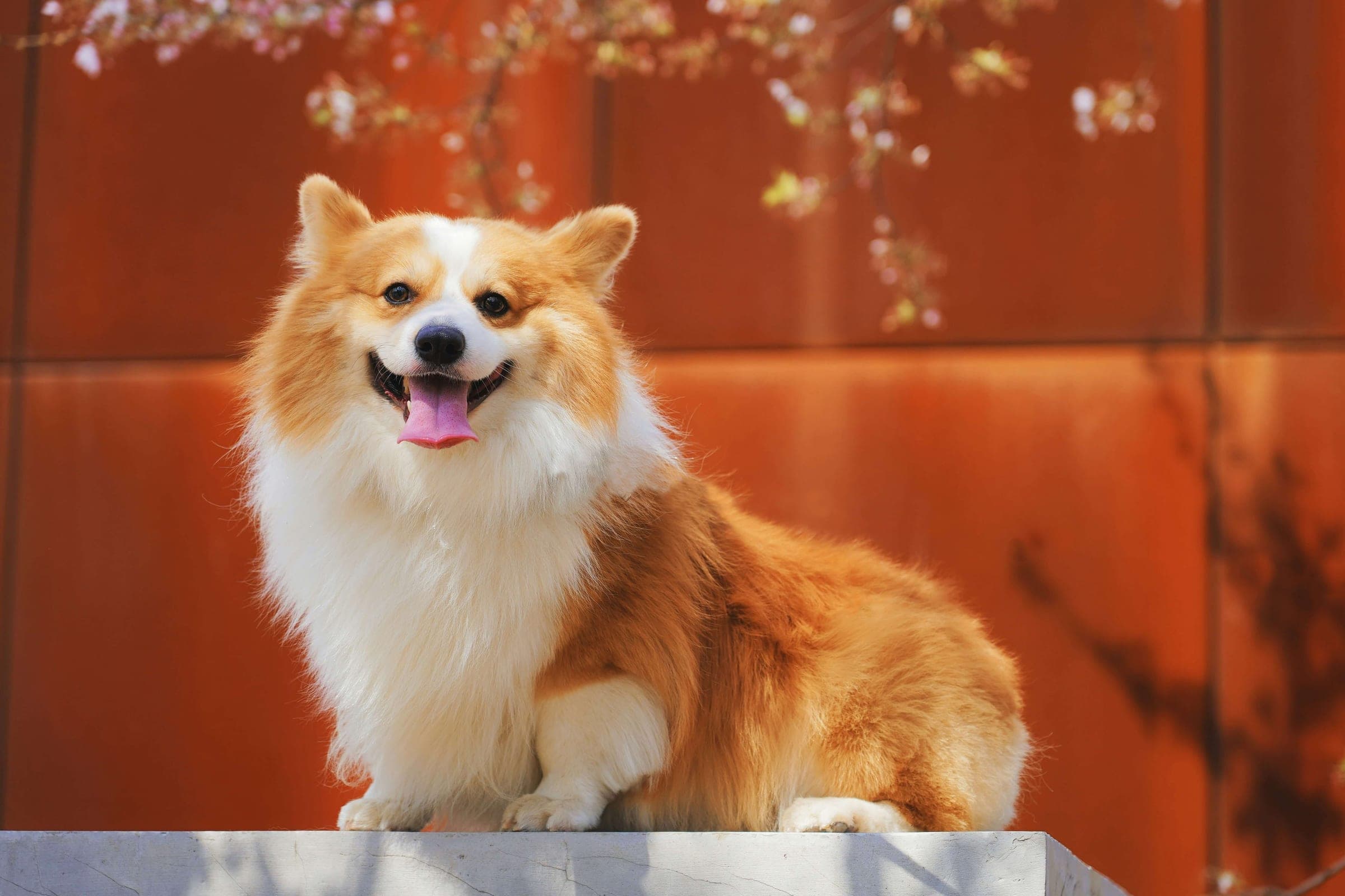 A corgi sitting cheerfully, ready for a day at daycare.
