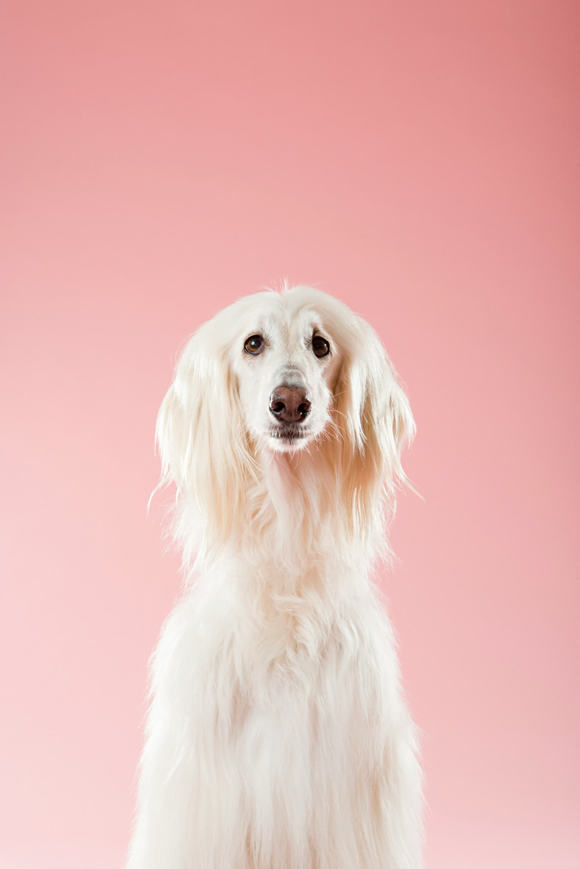 A long-haired Afghan hound, freshly groomed.
